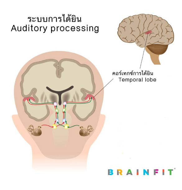 สั่งซ้ำ พูดไม่จำ ฟังไม่เข้าใจ